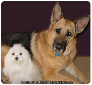 german-shepard