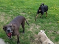 3 dogs