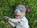 baby 2 dog