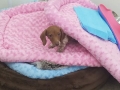 bedding