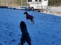 greyhounds