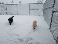 snow  dog pic